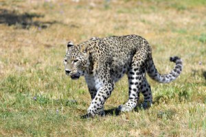 Equatorial Guinea Leopard_20090518173930